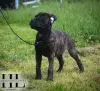 Бульмастиф щенок из племенного питомника
