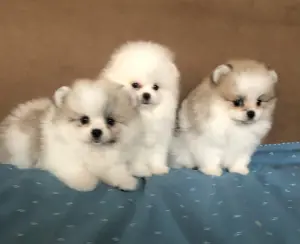 Щенки померанский шпиц