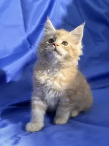 Мейн-Кун котята