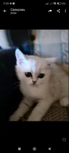 Шотландскиекотята