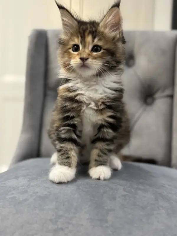Котята чистокровные Мейн Кун