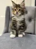 Котята чистокровные Мейн Кун