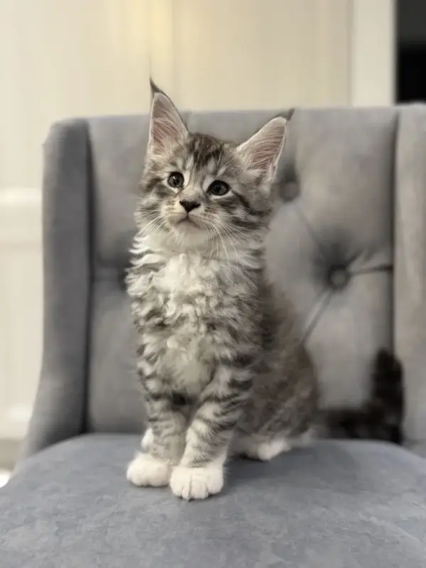 Котята чистокровные Мейн Кун
