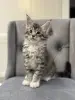 Котята чистокровные Мейн Кун