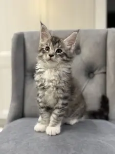 Котята чистокровные Мейн Кун