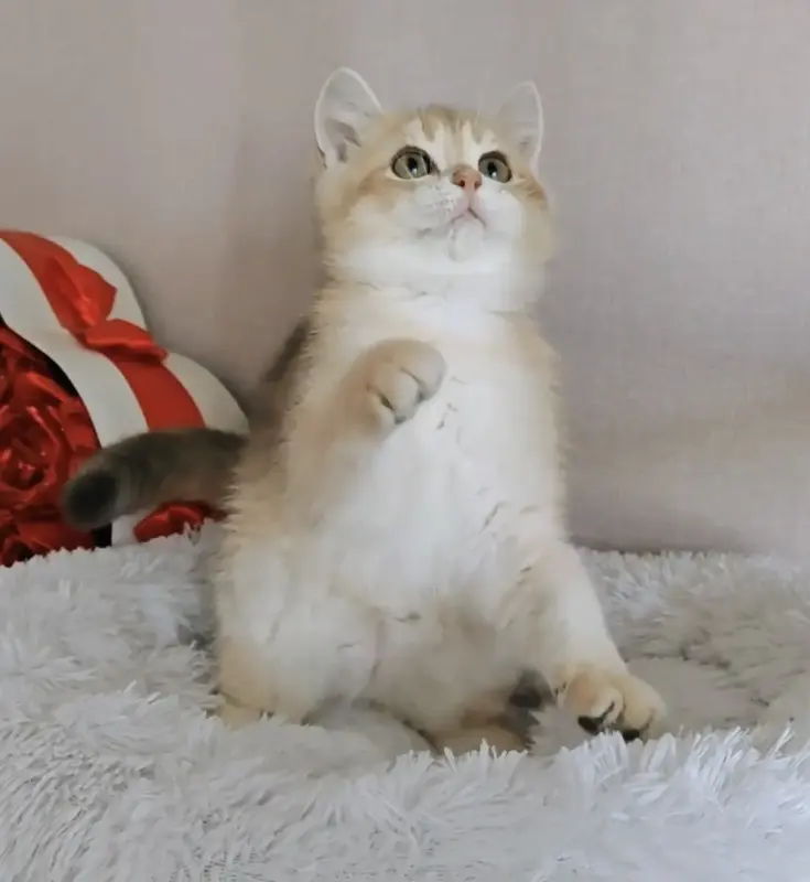 Шотландский прямоухий мальчик