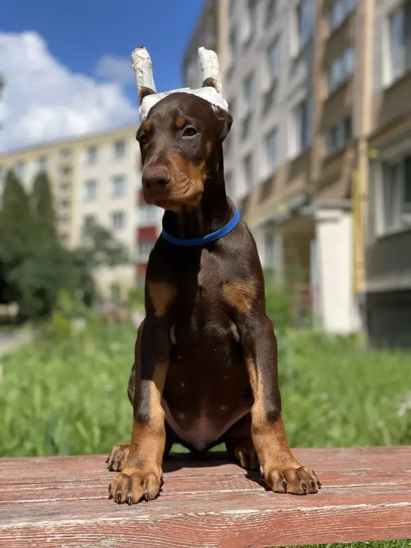 Щенки Добермана