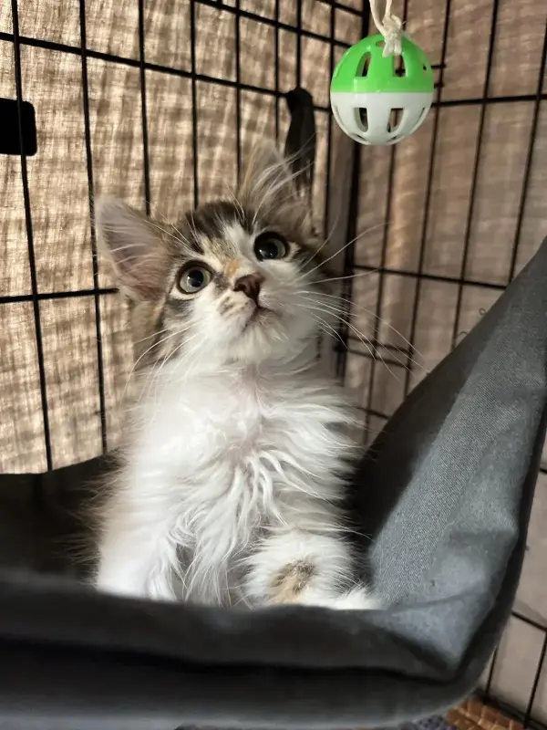 Котенок