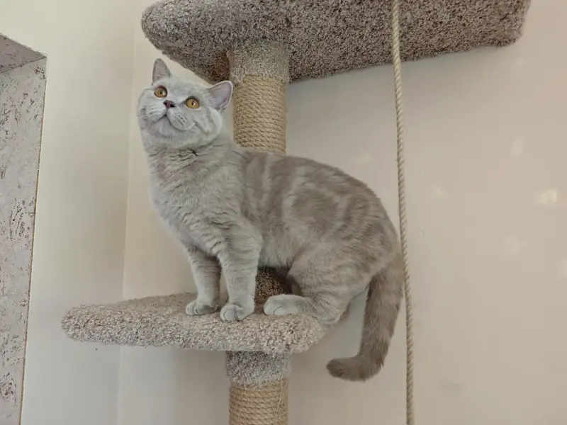 Британский кот