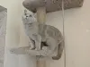 Британский кот