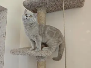Британский котенок