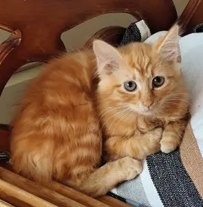 Котёнок