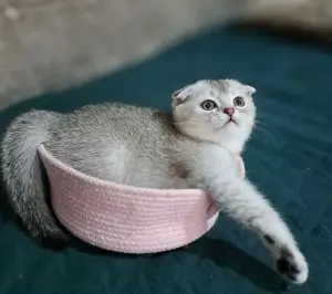 Котята