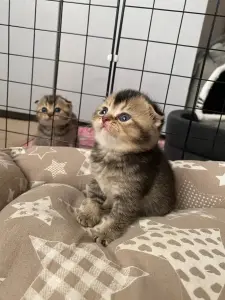 Шотландские котята