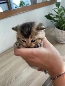 Котята золотая шиншилла - шотландцы