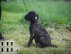 Бульмастиф щенок из племенного питомника