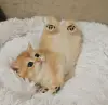 Кукольная шотландская девочка