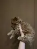 Щенки мальтипу