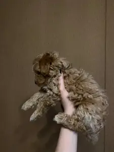 Щенки мальтипу