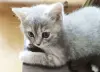 Котята Скоттиш-страйт