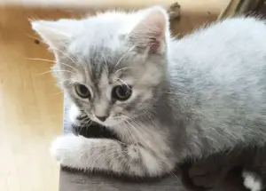 Котята Скоттиш-страйт