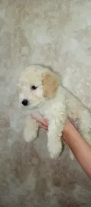 Щенки карликового пуделя (девочка и мальчик)