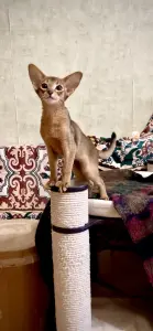Абиссинский котёнок