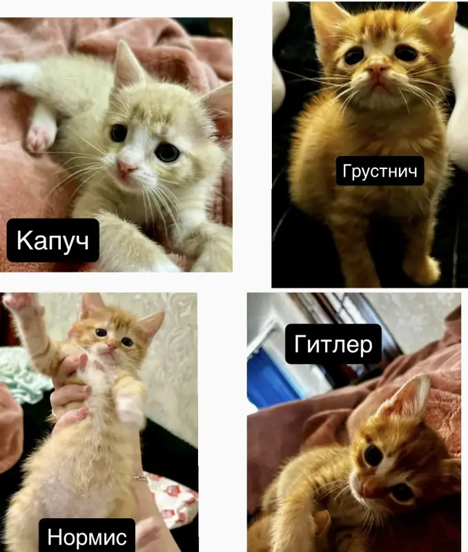Животные,котята