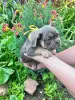 Французский бульдог