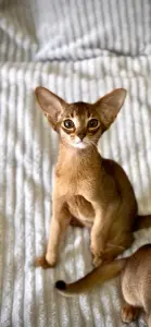Абиссинский котёнок