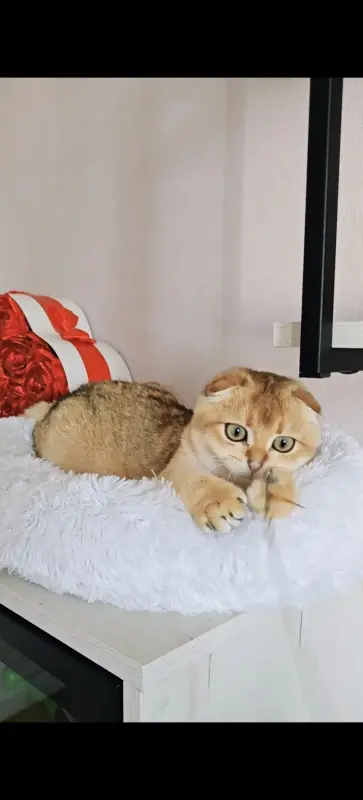 Шотландский вислоухий мальчик