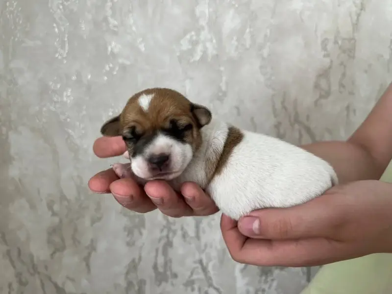 Предлагаются щенки для брони
