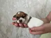 Предлагаются щенки для брони