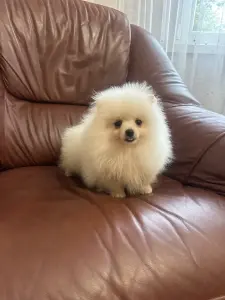 Белый померанский шпиц