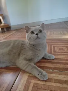 Британский котенок