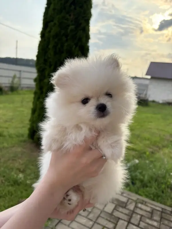 Продам щенка померанского