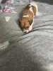 Щенки