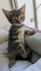 котенок