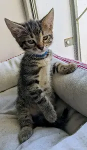 котенок