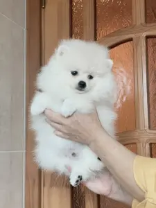 Мальчик белого померанского шпица