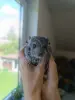Животные