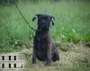 Бульмастиф щенок из племенного питомника