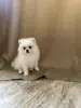Мальчик померанского шпица.