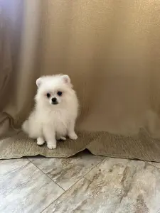 Мальчик померанского шпица.