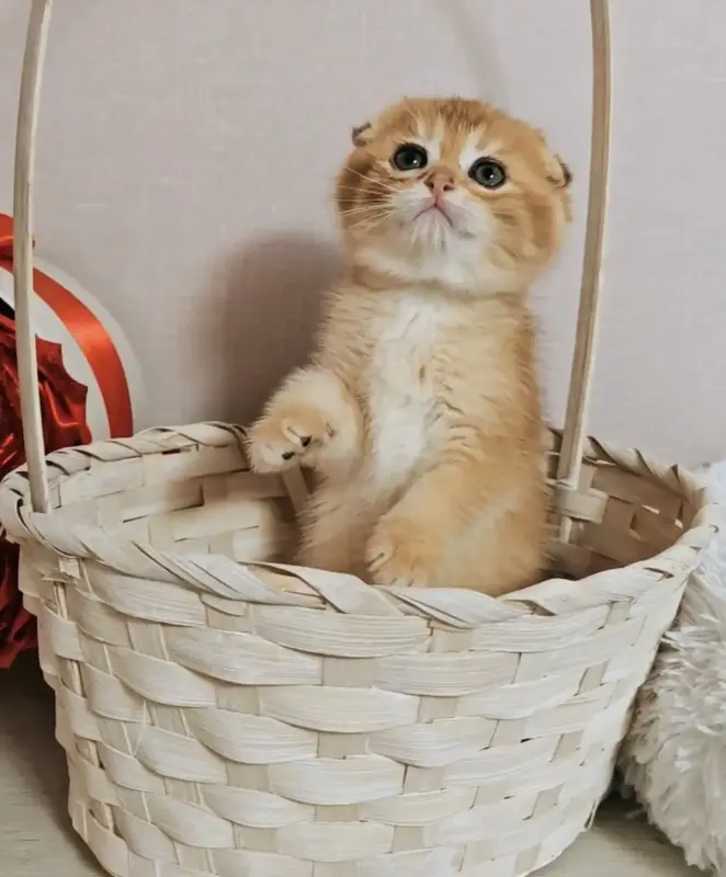 Шотландский вислоухий мальчик