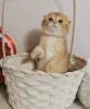 Шотландский вислоухий мальчик