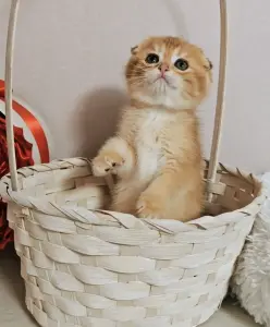 Шотландский вислоухий мальчик