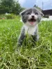 Шотландские вислоухие котята