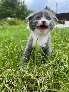 Шотландские вислоухие котята