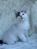 Мейн-Кун котята